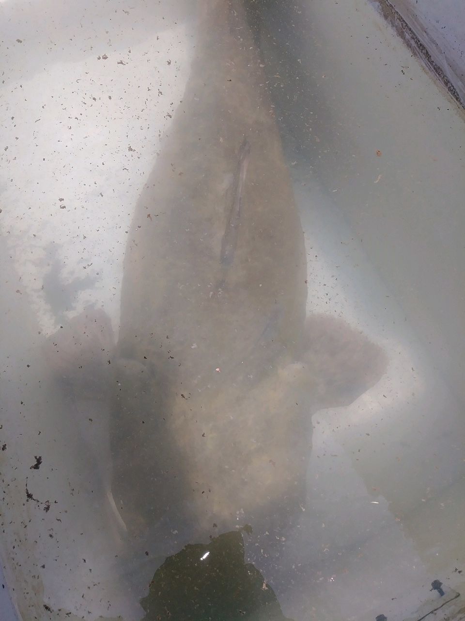 Catfish in a tank